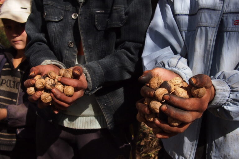 Kyrgyzstan’s Wild Walnut Woods
