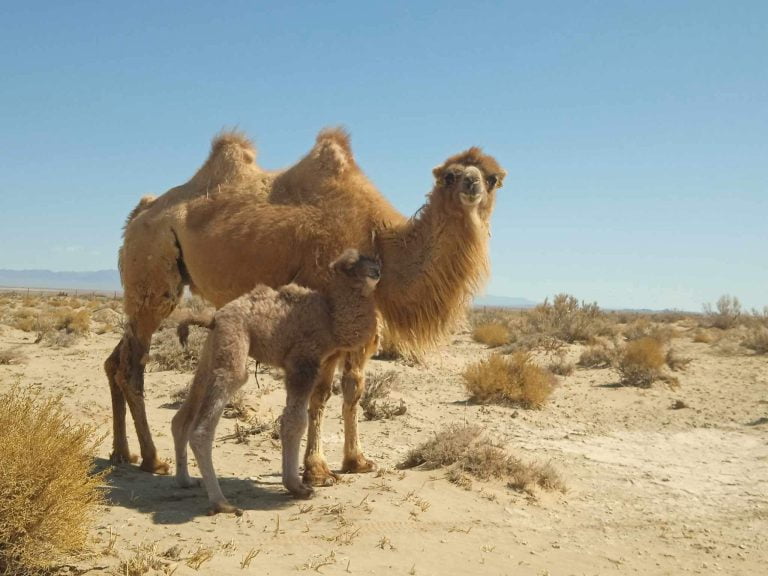 The Future of the Wild Camel