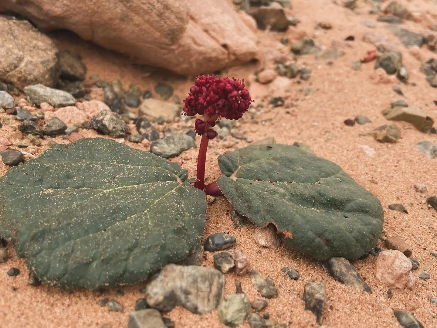 Following the Great Mongolian Road: Biocultural Diversity and Intangible  Heritage in the Mongolian Gobi Desert - The Royal Society for Asian Affairs