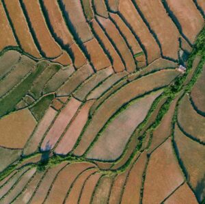 Rice fields in Iran: Become a member of the RSAA